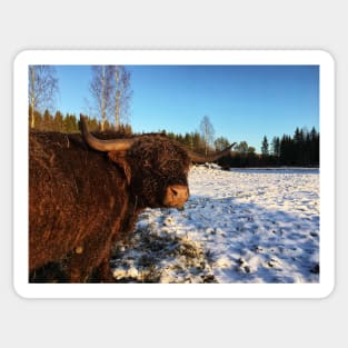 Scottish Highland Cattle Bull 2260 Sticker